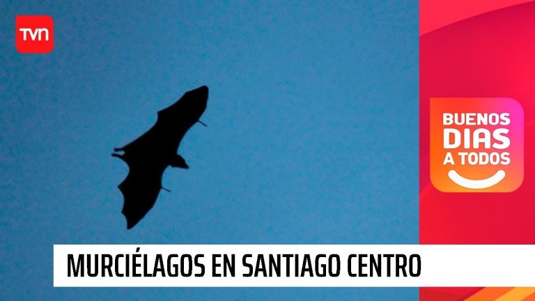 Que pasa si entra un murcielago en mi casa