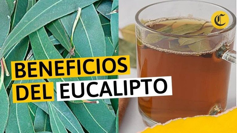Para que sirve el eucalipto en la casa