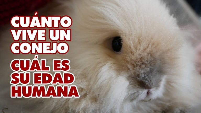 Cuanto duran los conejos en casa