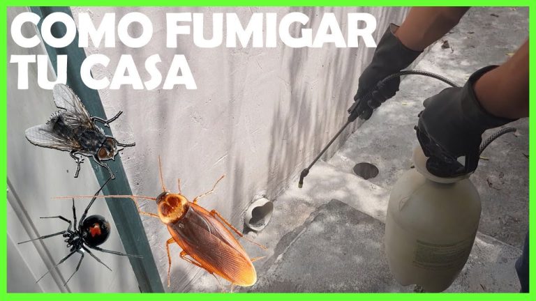 Que pasa si fumigan mi casa