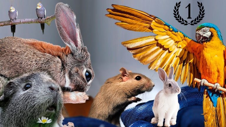 Cual es la mejor mascota para tener en casa