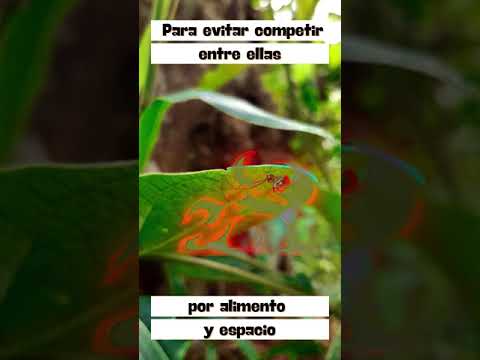 Ara&ntilde;as que viven en las casas