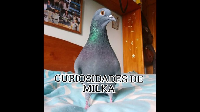 Tengo una paloma en mi casa que hago