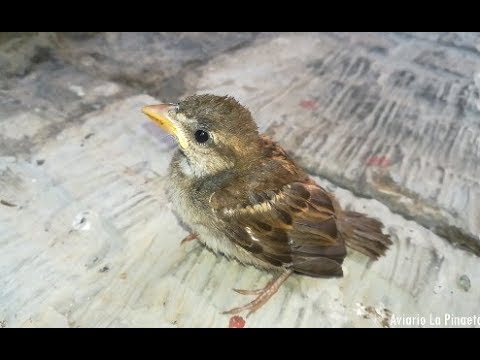 Que hacer si entra un pájaro en casa