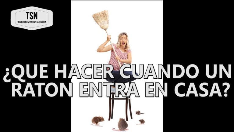 Que hacer si un raton se mete a tu casa