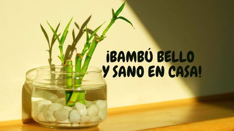 Donde poner el bambu en la casa