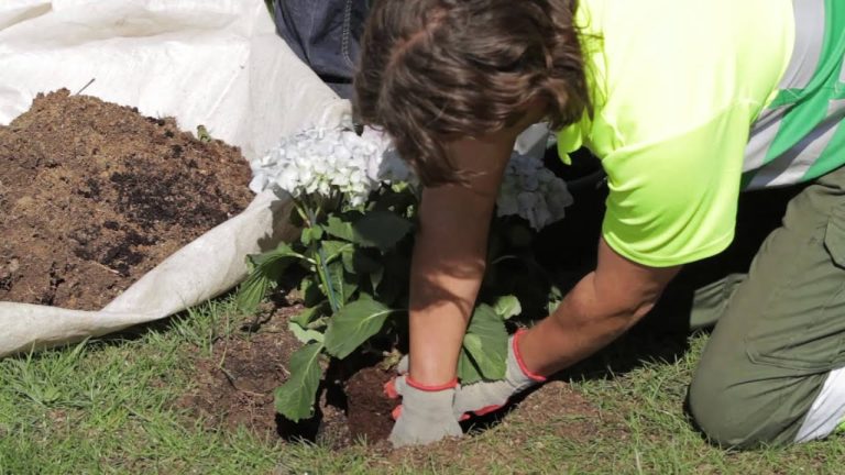 Que plantar en el jardin de casa