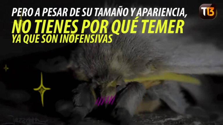Por que hay polillas en mi casa
