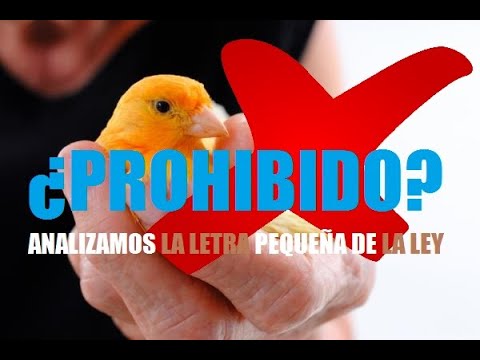 Cuantos pajaros puedo tener en casa