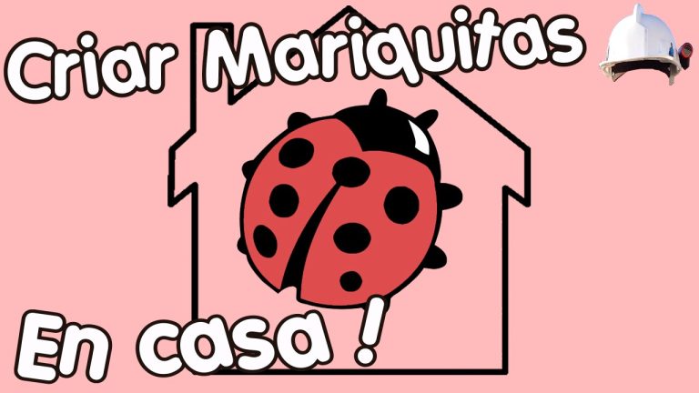 Que significa encontrar una mariquita en casa