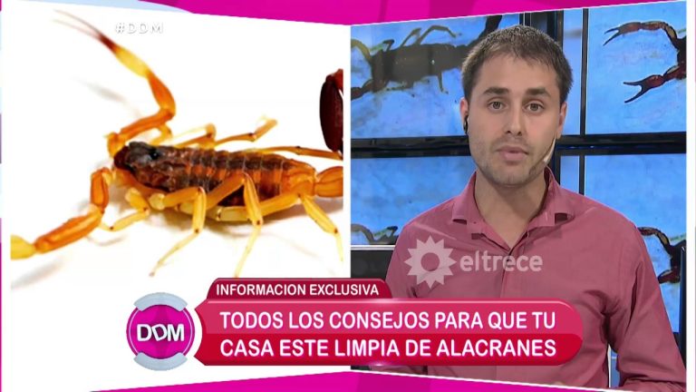 Donde se esconden los alacranes en una casa