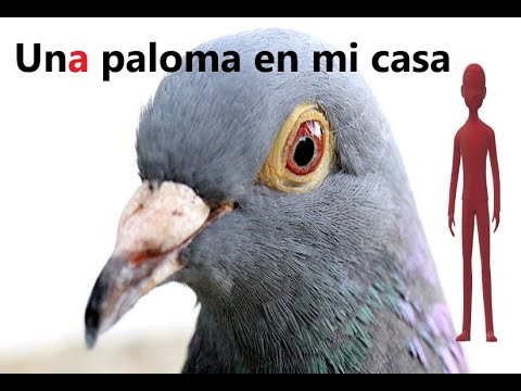 Q significa cuando una paloma entra a tu casa