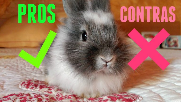 Que pasa si tengo un conejo en casa