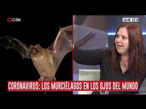 Que significa que un murciélago entra a la casa