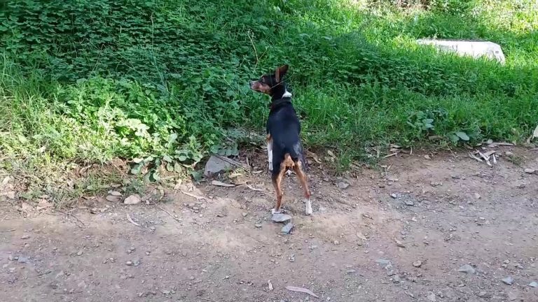 Para que sirve la arena de rio en la construccion