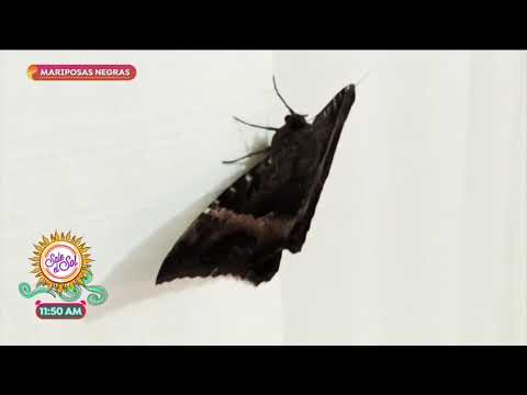 Que significa si entra una mariposa a tu casa