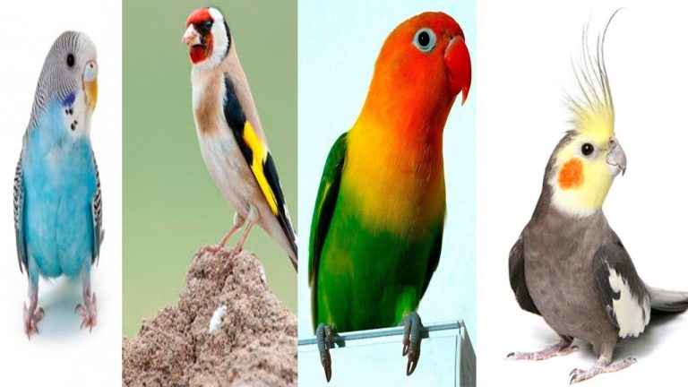 Pajaros que puedes tener en casa