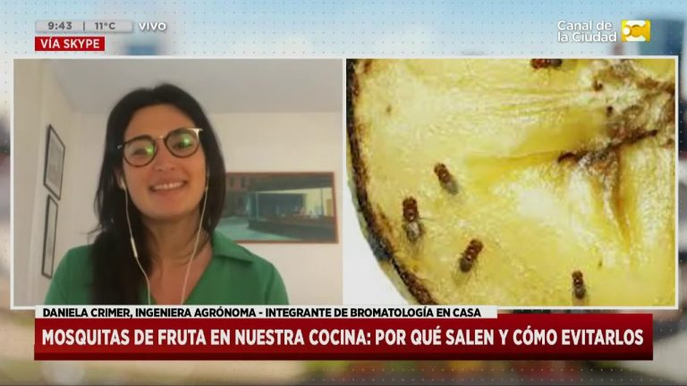 Tengo muchas moscas pequeñas en mi casa que significa