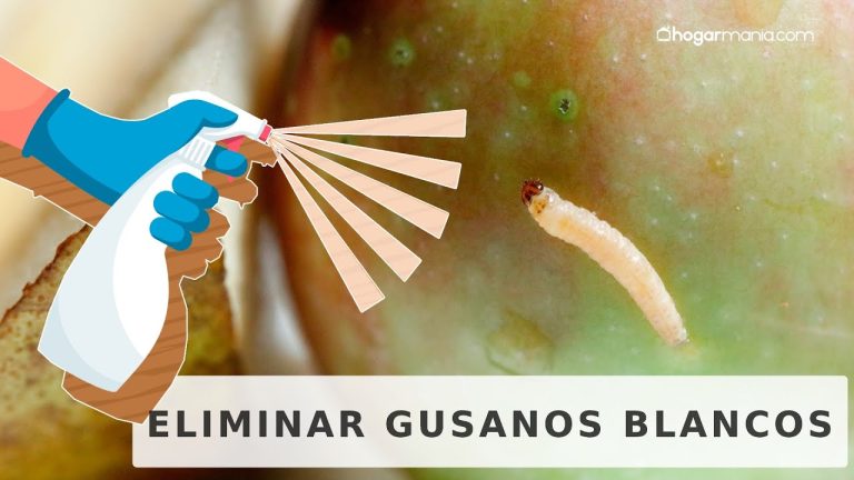 Gusanos blancos en casa de donde salen