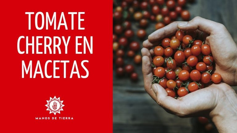 Cuando plantar tomates cherry en casa