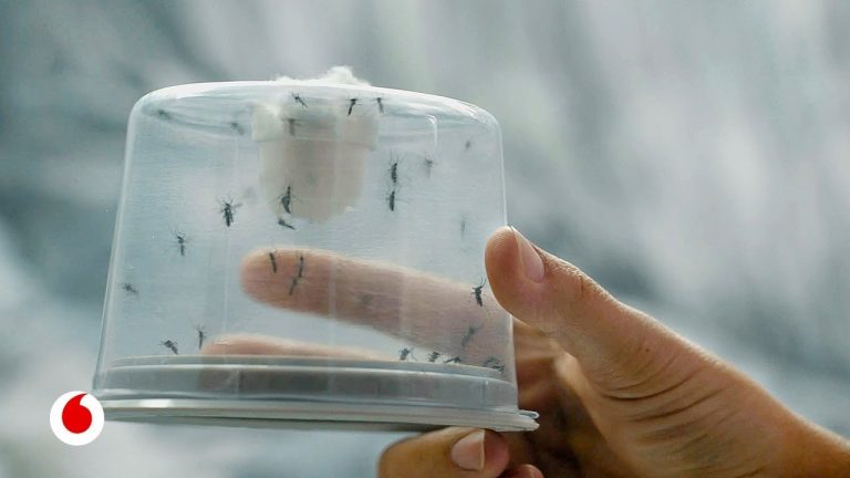 Que atrae a los mosquitos en casa