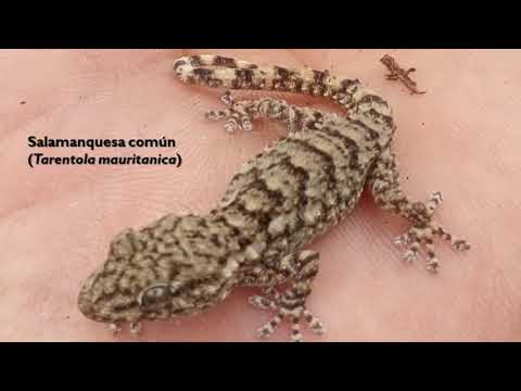 Salamandra en casa que hacer