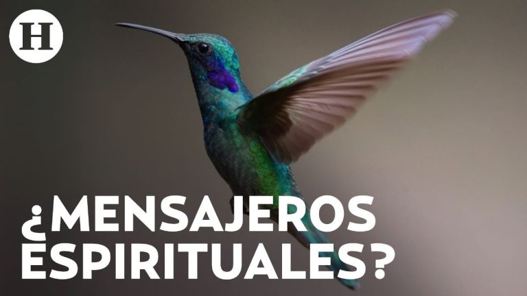 Que significan los colibries en tu casa